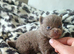 Amazing lilac girls russian line pomeranians