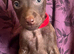 Patterdale Terrier puppies