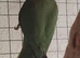 Green ringneck