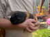 2 female guinea pigs
