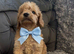 Cockapoo puppies for sale