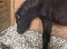 Shetland x colt
