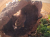 Bearded dragon
