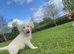 Golden retrieverxhusky
