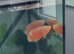 2 high quality Oscar’s around 6/7 inches- 50pound the pair