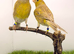 2025 canary pair