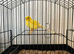 2025 fife clear buff cock