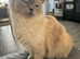 Ragdoll cat