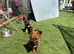 German shepherd puppies
