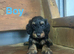Lovely daxiepoo girls and boys available