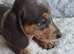 Miniature Dachshund