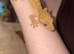 Crested gecko