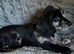 Daxi cross yorkie pups.