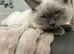 7 month old male ragdoll