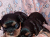 Cavalier King Charles Male Puppies