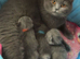 2 BSH GIRLS LEFT CHUNKY BLuE