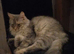 Maine coon xxx