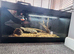 11month old bearded dragon