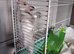 4 month old male Syrian hamster