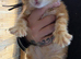 Ginger kittens