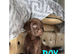 Kc registered Labradors