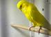 Lutino Budgie Male