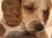 F2 cockapoo puppy boys ready to go to their new family