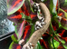 Baby milk frogs ready now