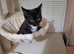 2 months old female kitten for sale in Pembroke Dock.