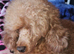F1b TOY CAVAPOO PUPPIES