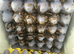 50 / 100 feeder roaches small /medium/ large (well fed)