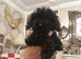 Baby Boy Miniature Poodle