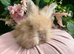 English angora two left