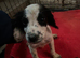 Cocker spaniel puppies READY NOW LAST BOY!!