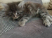Beautiful kittens for sale