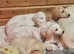 Lovely lurcher puppies