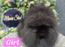 PUREBRED LIONHEADS AVAILABLE NOW