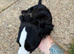 Pup for rehoming