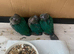 Baby hand reared conures for sale