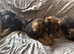 German shepherd puppies