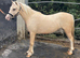 Pretty filly