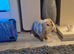 2 beautiful rabbits looking for their forever home