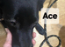 ACE, OLLIE & CHESTER - LOOKING FOR THEIR FOREVER HOMES