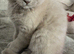 X2 beautiful short haired kittens 11 weeks old