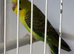 Blackwing budgies