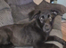 Female German Shepherd