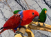 Friendly Baby HandReared Super Tame Cuddly Eclectus Parrot 11