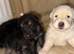 German Shepard puppies