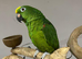 Handreared Talking Yellow Crown Amazon Parrot