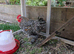 Pekin bantam cockerels